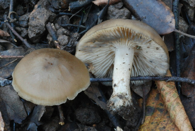 uscita prima della nevicata